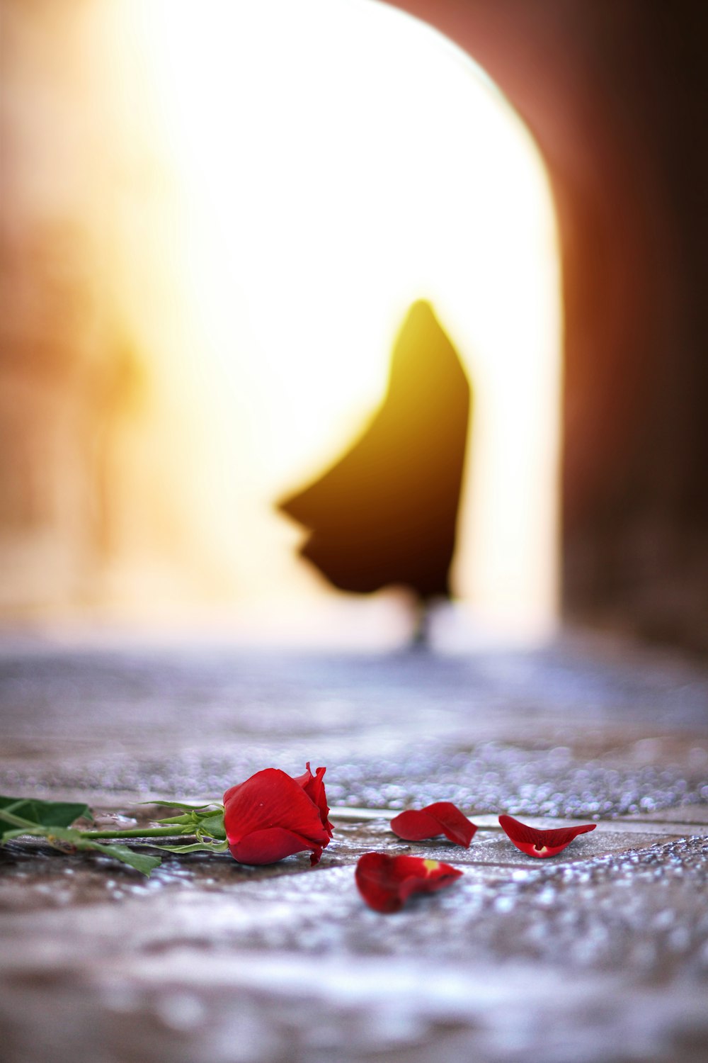 a red rose is laying on the ground