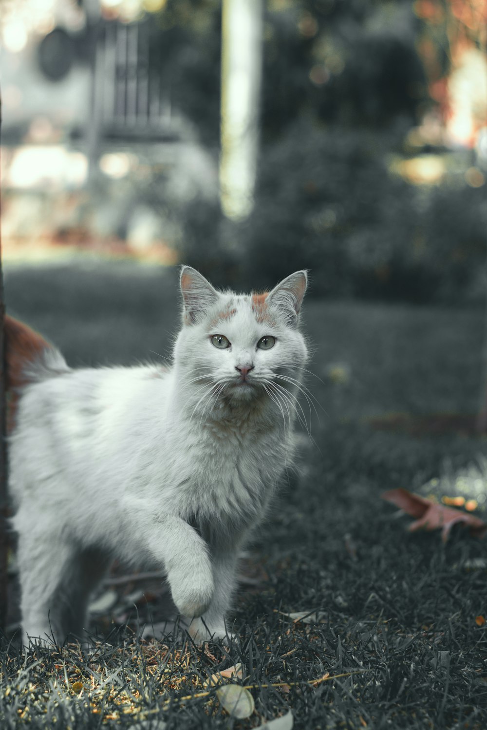 a white cat standing next to a tree
