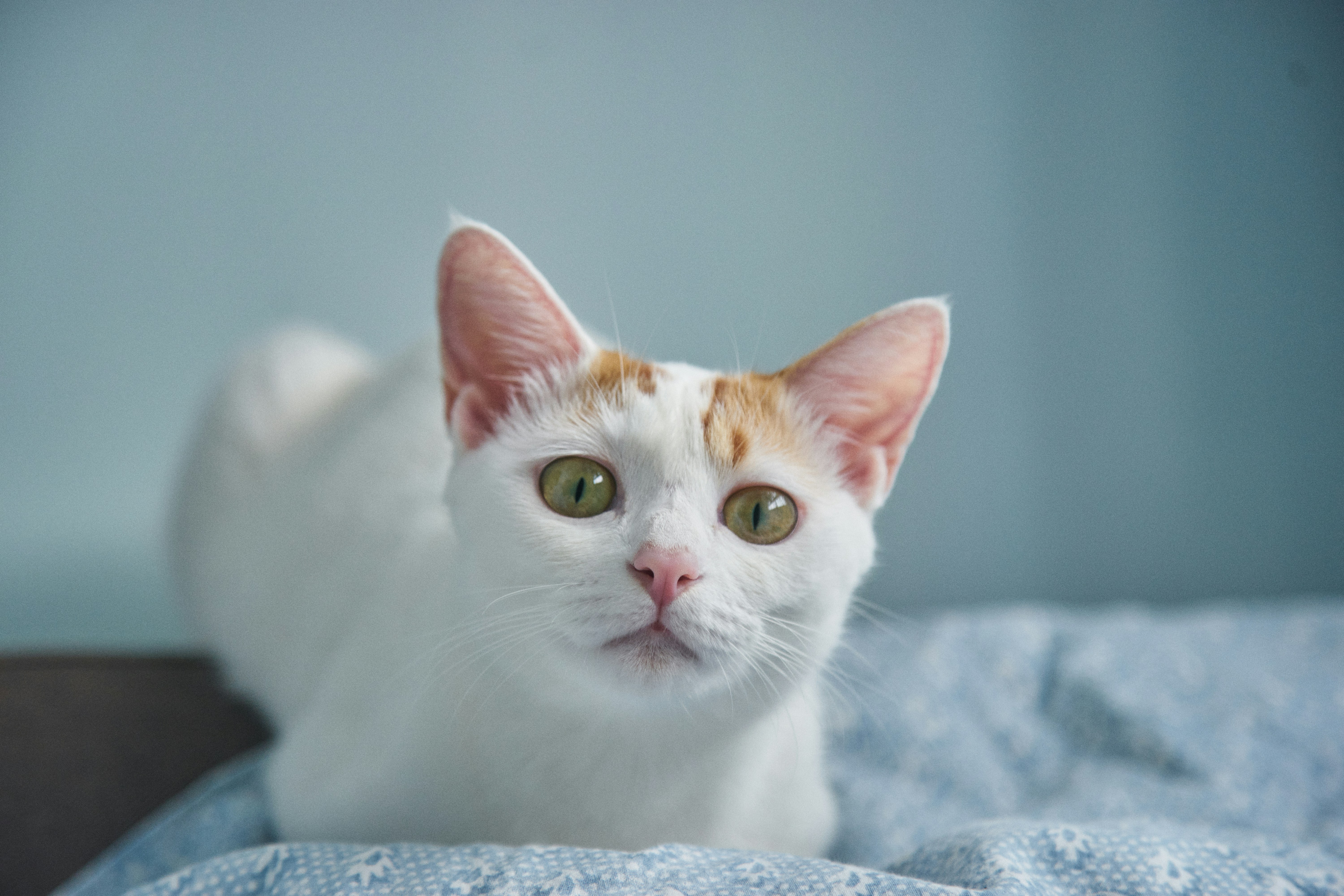 Eye Contact and Human Emotions (image credits: unsplash)