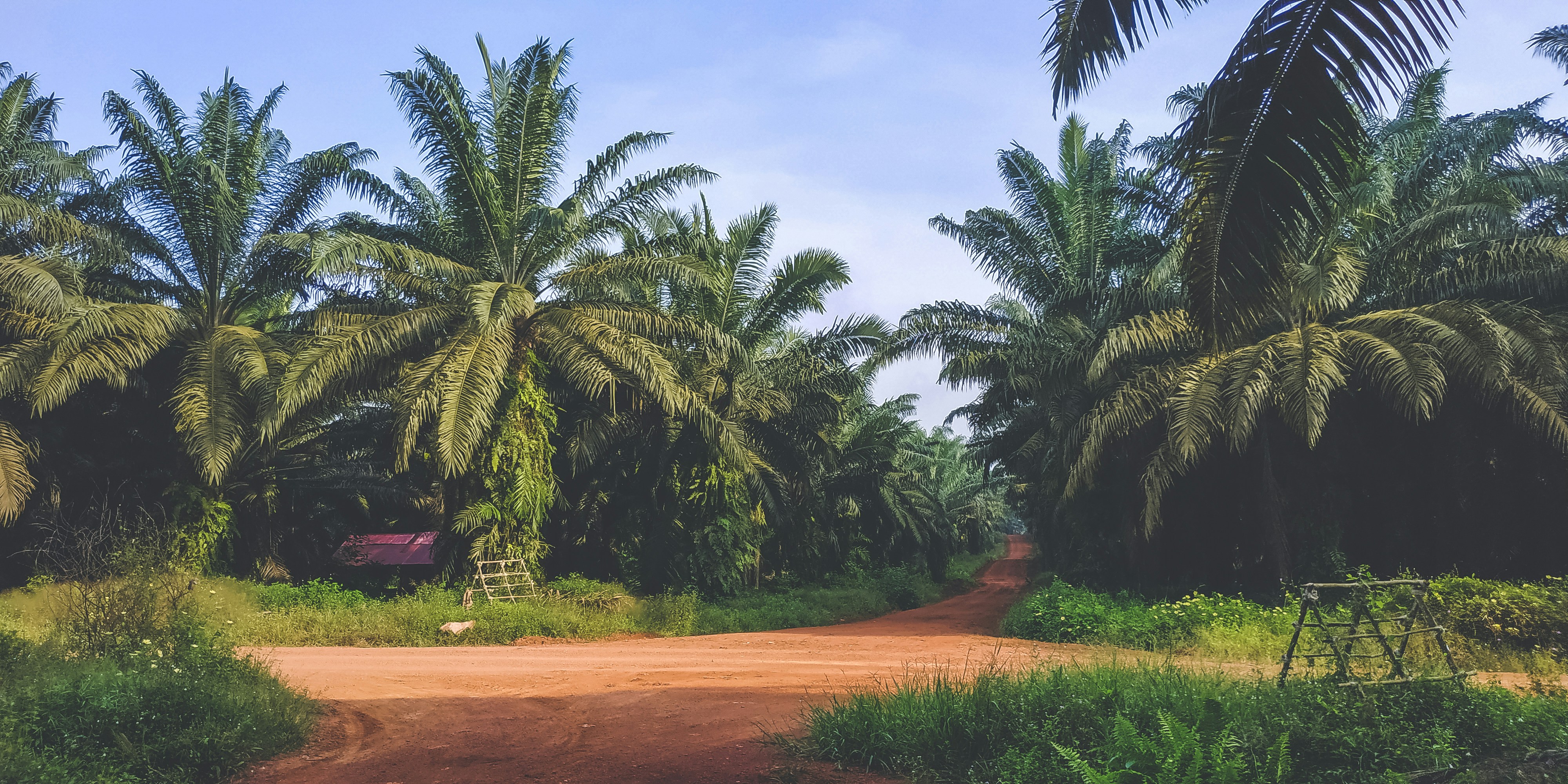 a dirt road surrounded by palm trees on a sunny day