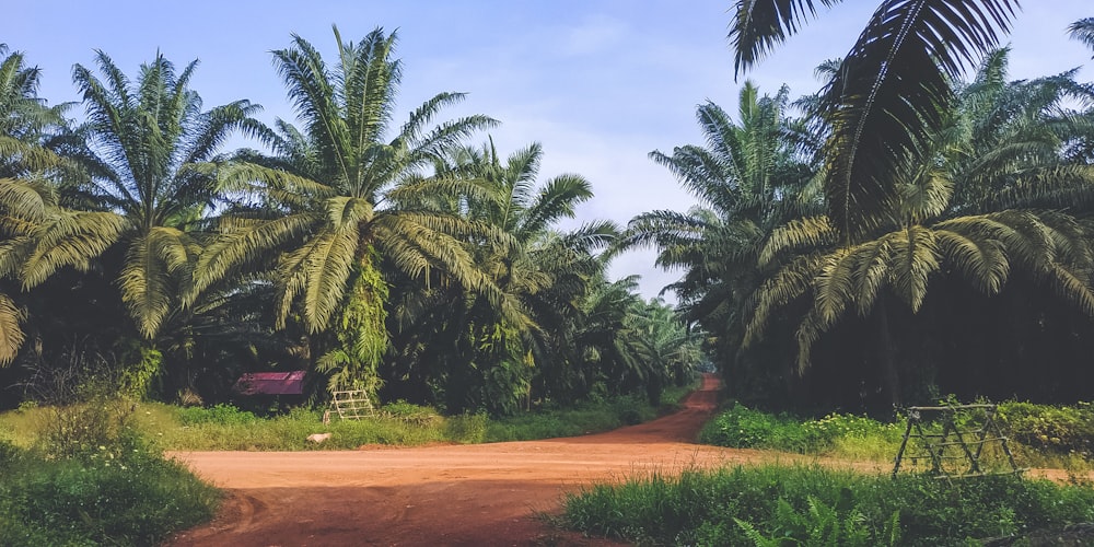 a dirt road surrounded by palm trees on a sunny day