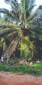 Two individuals are engaged in cutting leaves from a tall palm tree using a long-handled tool. The scene is set in a lush, green environment with dense foliage around the base of the tree. A dirt path is visible at the bottom of the image, providing a contrast to the greenery.