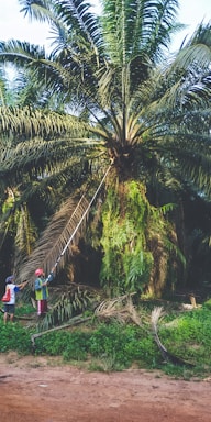 Two individuals are engaged in cutting leaves from a tall palm tree using a long-handled tool. The scene is set in a lush, green environment with dense foliage around the base of the tree. A dirt path is visible at the bottom of the image, providing a contrast to the greenery.