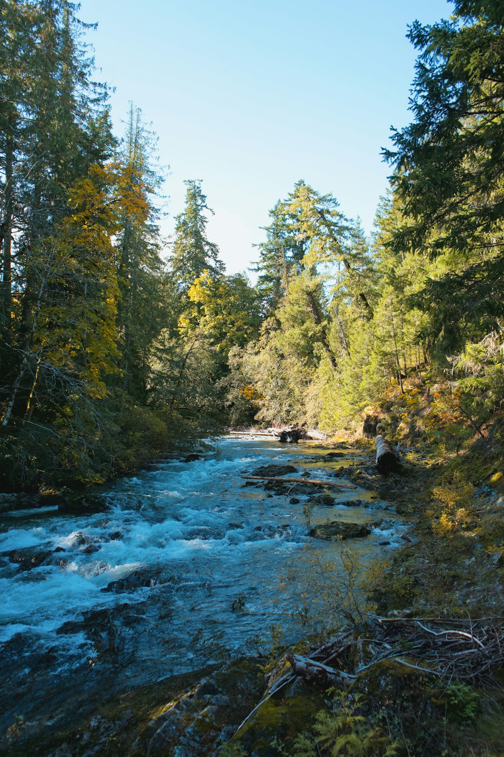 Un fiume che attraversa una lussureggiante foresta verde