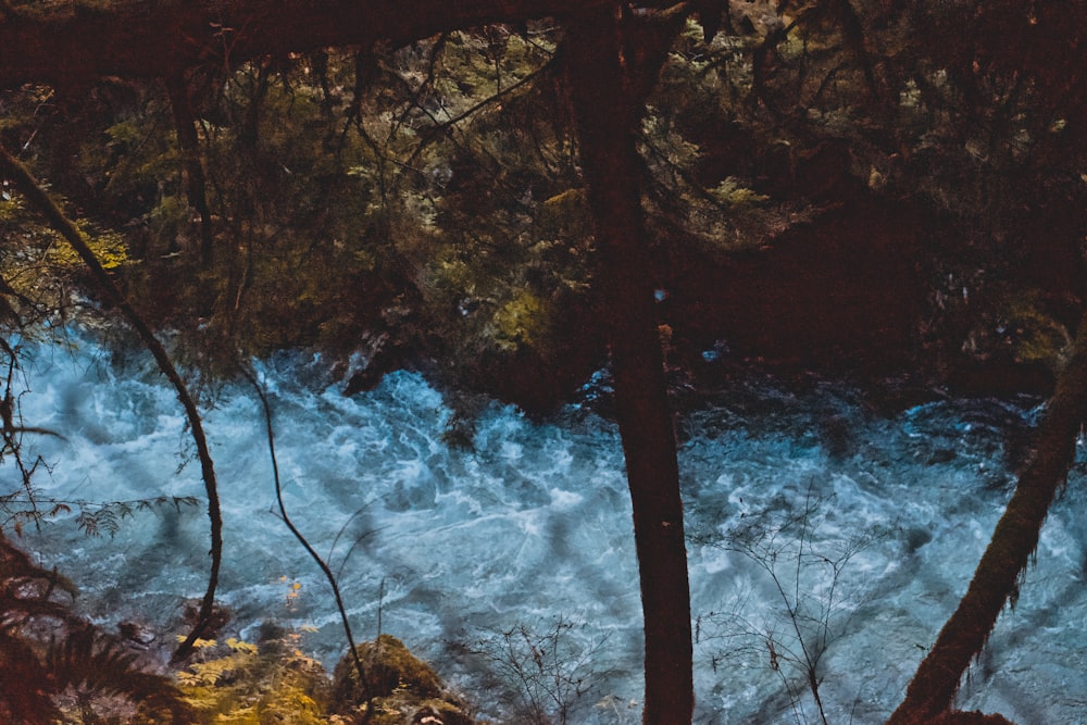 une rivière qui coule à travers une forêt remplie d’arbres