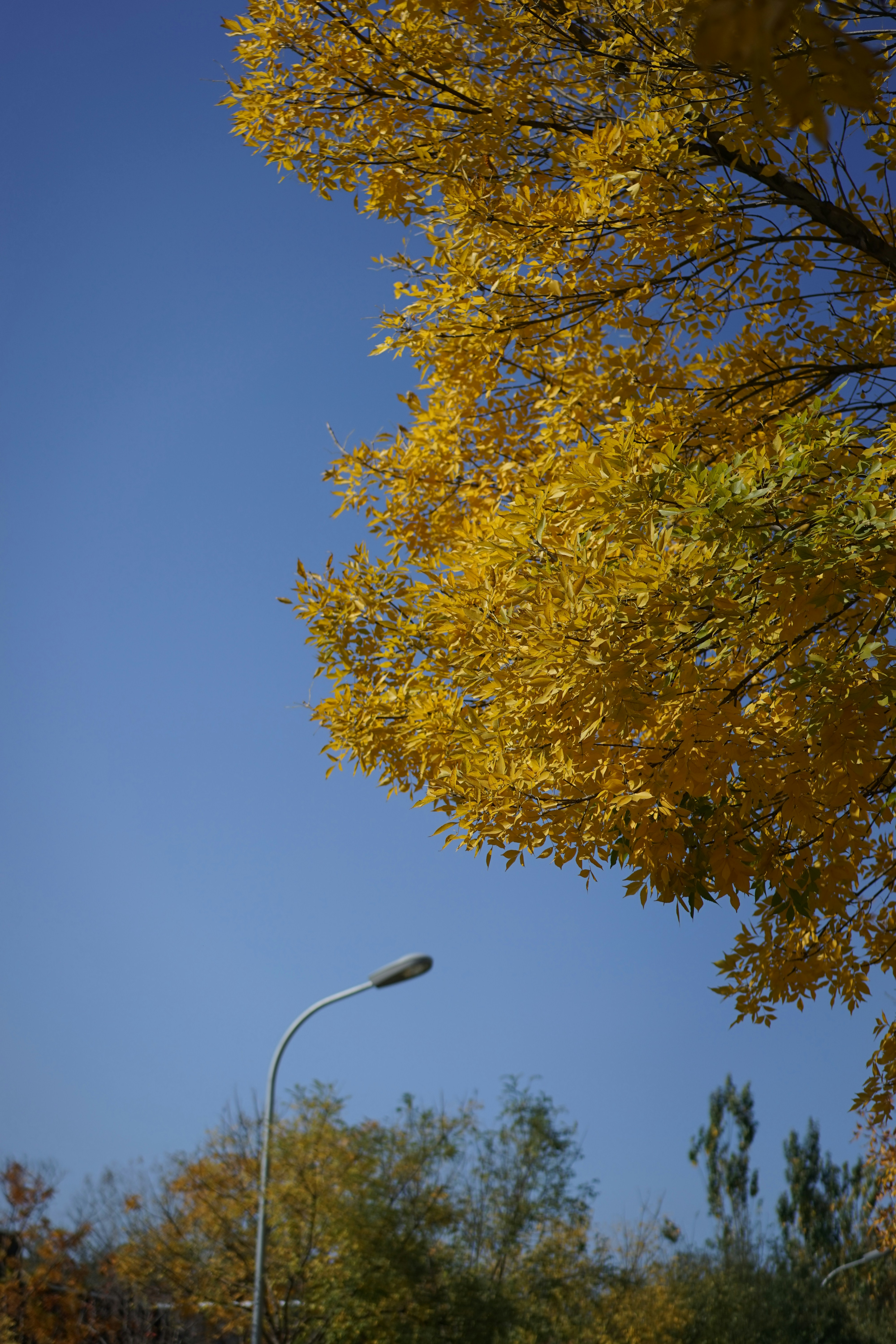 a street light sitting next to a tree with yellow leaves