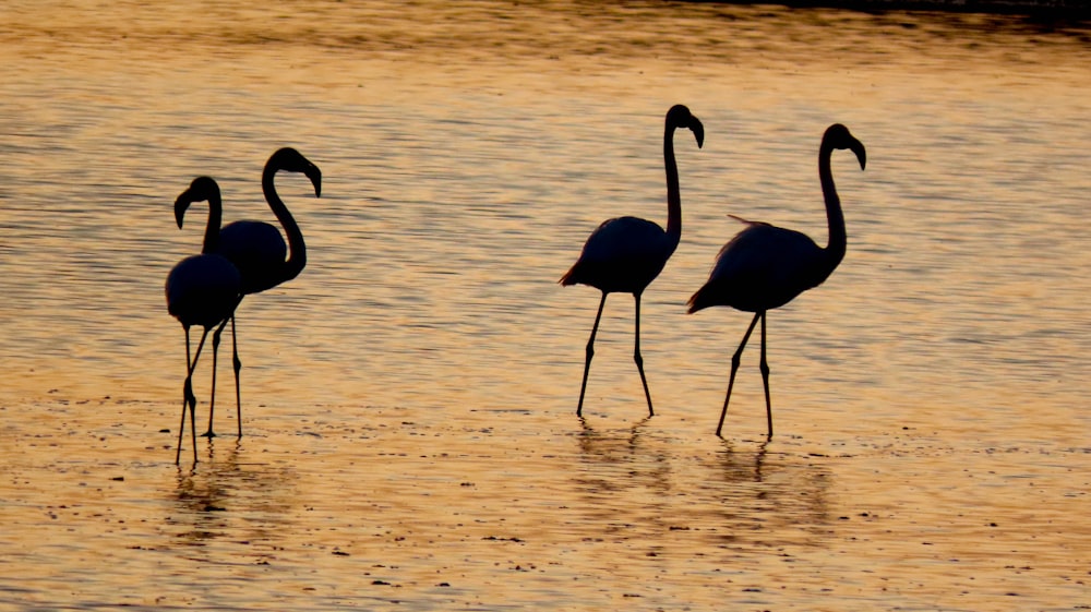 Tres flamencos parados en aguas poco profundas al atardecer