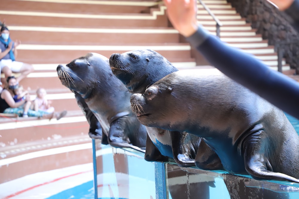 a group of sea lions sitting on top of a display case