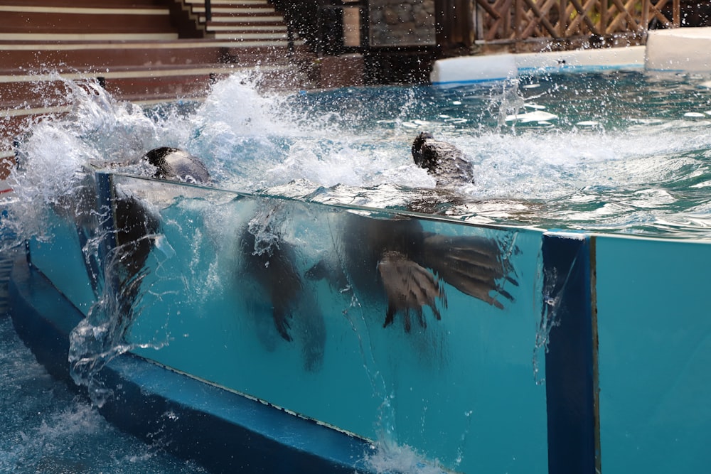 a group of people swimming in a pool of water