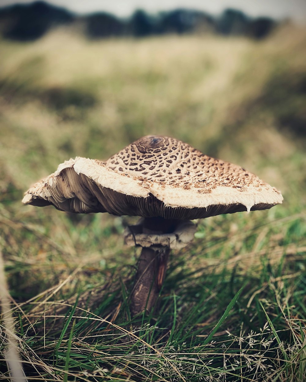 a mushroom sitting on top of a lush green field