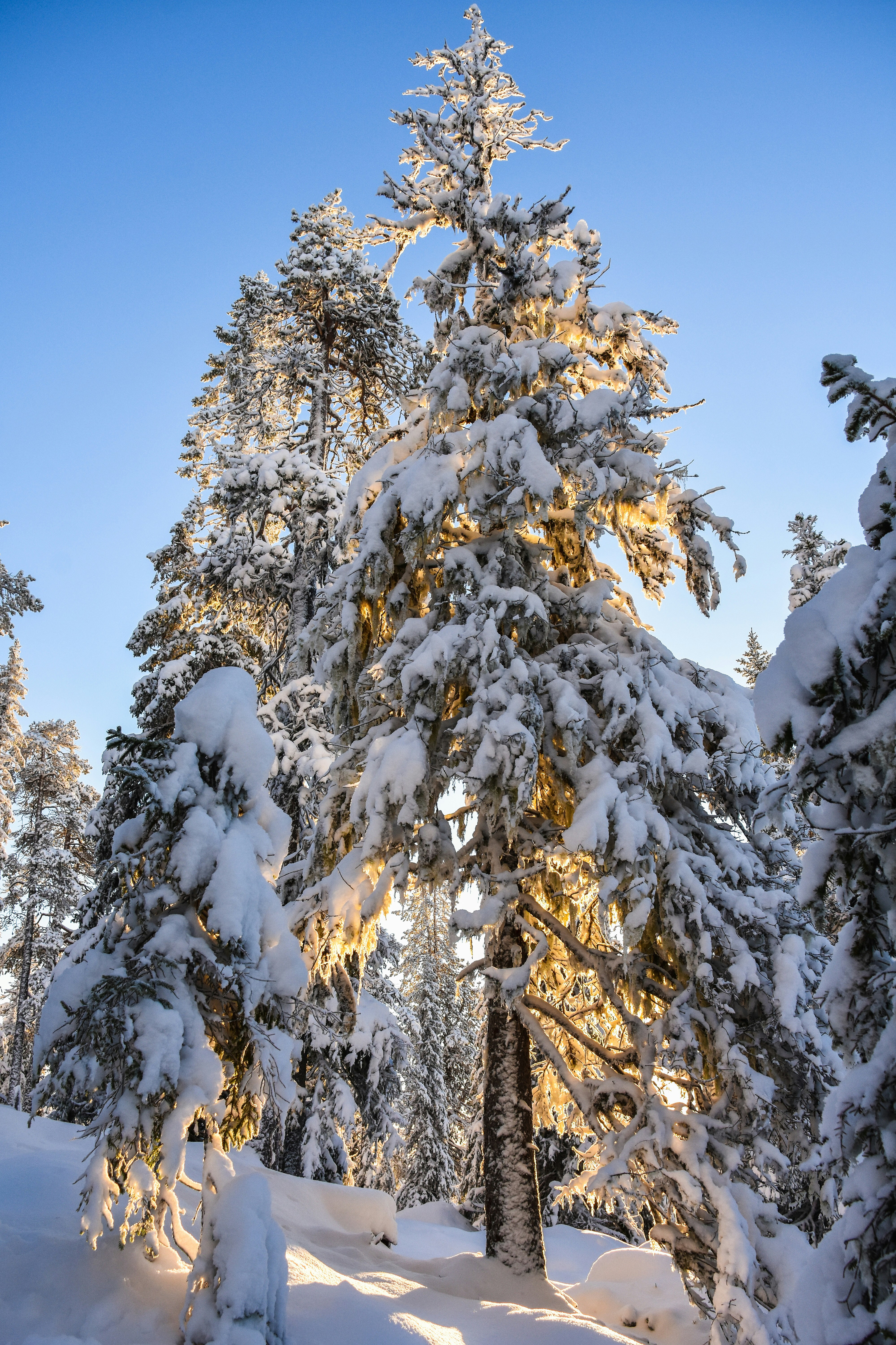 Photo by niklasjonasson