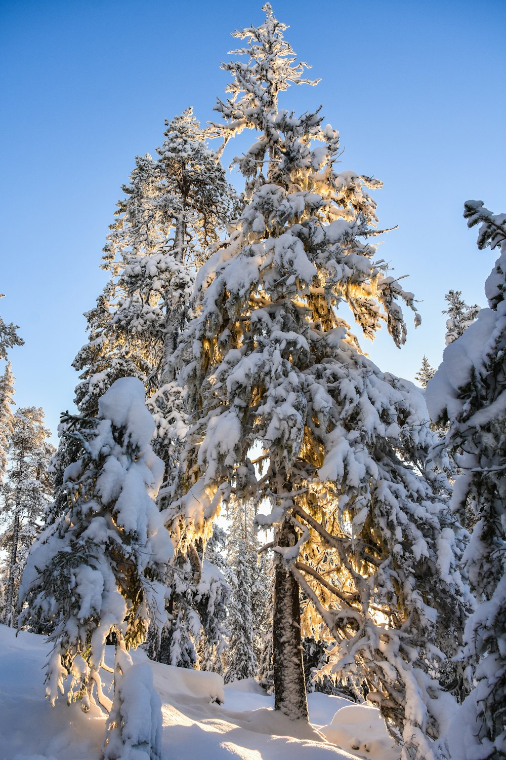 a snow covered pine tree in the middle of a forest