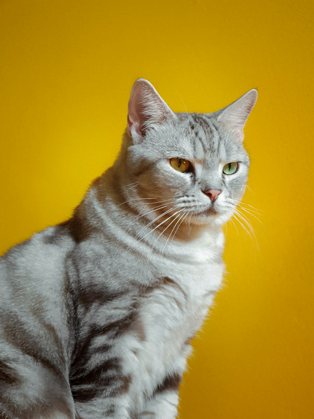 a gray and white cat sitting on top of a table