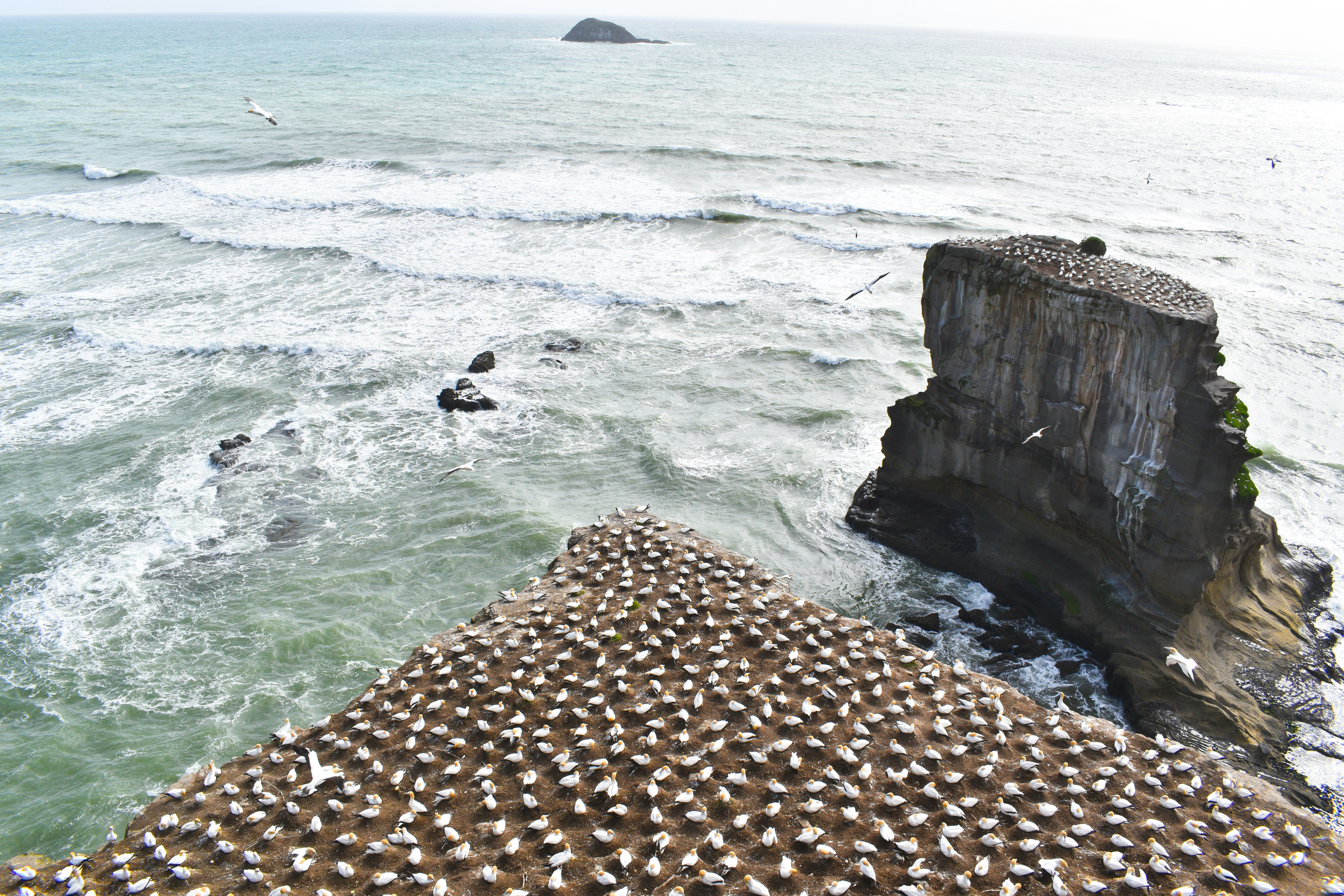 Un groupe d’oiseaux assis au sommet d’une jetée au bord de l’océan