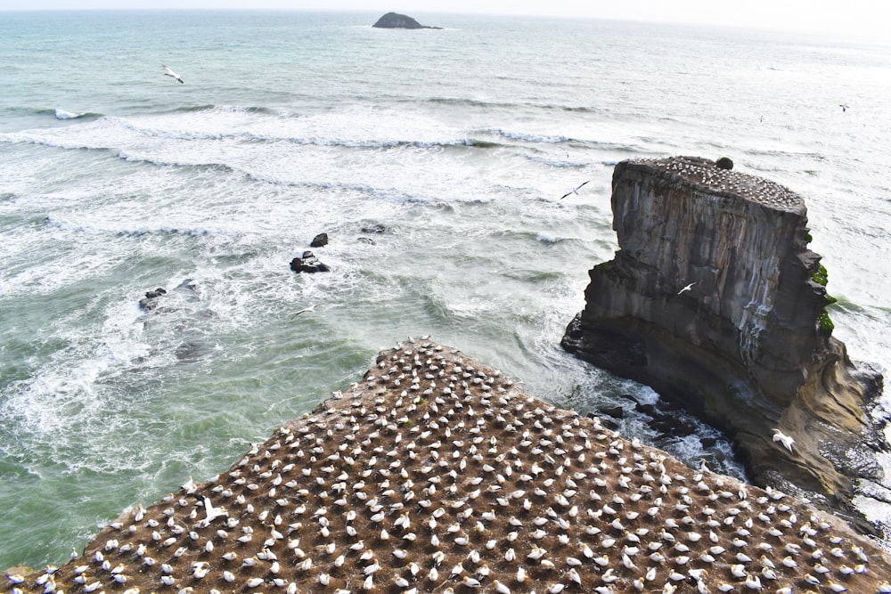 a group of birds sitting on top of a pier next to the ocean