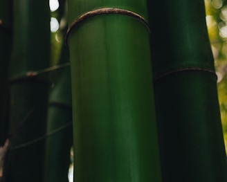 a group of tall green bamboo trees in a forest