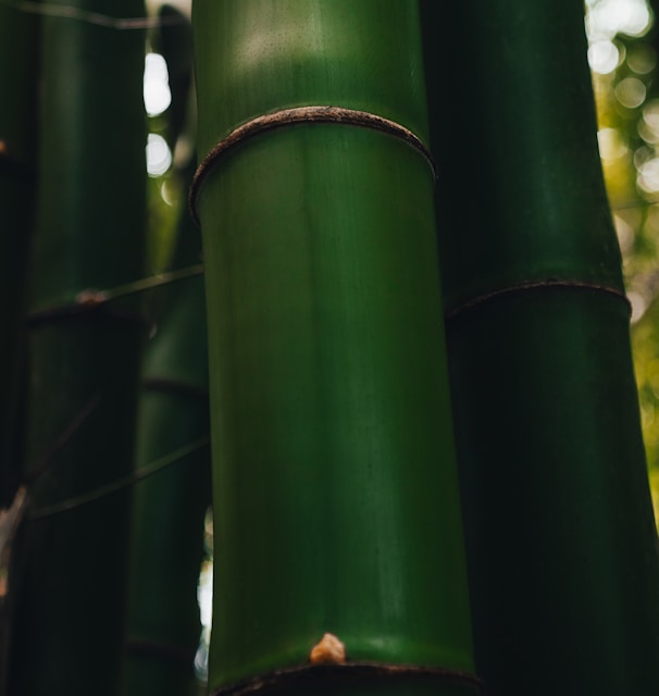a group of tall green bamboo trees in a forest