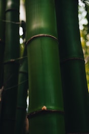 a group of tall green bamboo trees in a forest