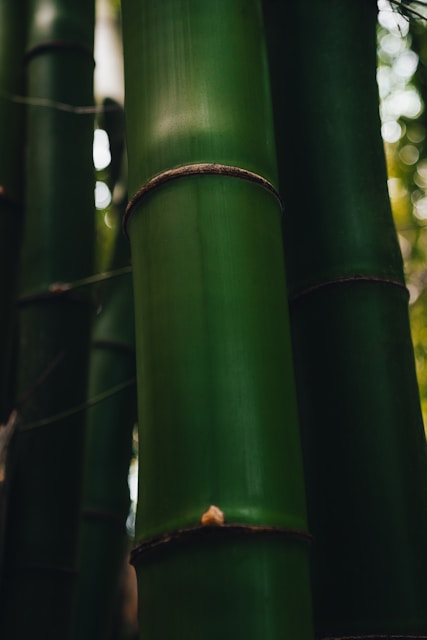 a group of tall green bamboo trees in a forest