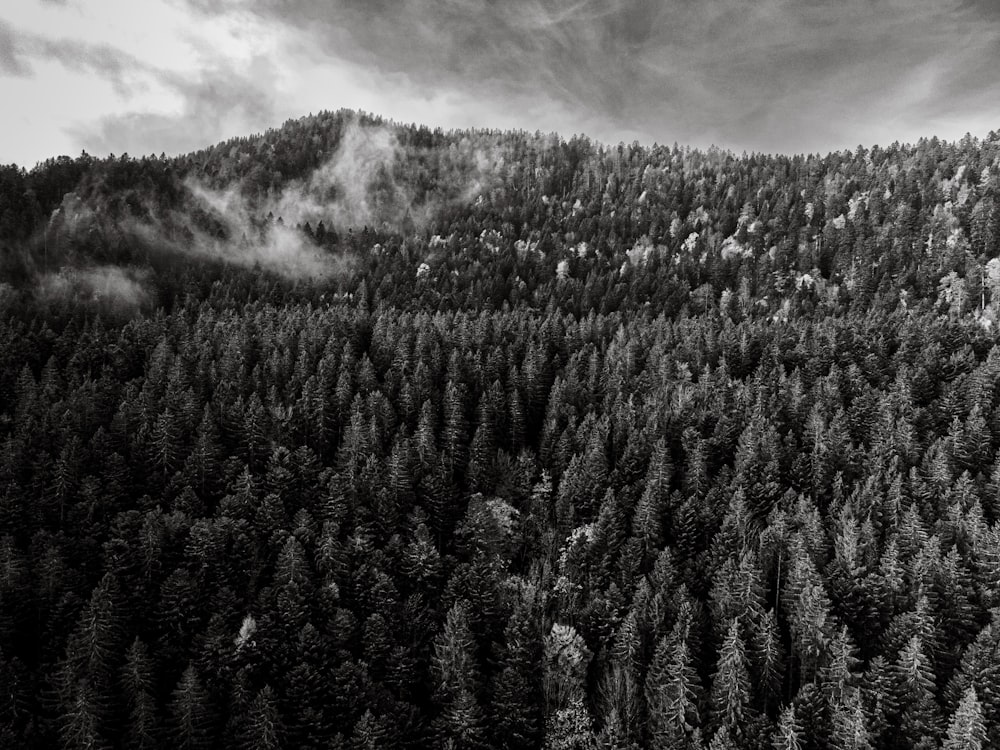 a black and white photo of a forest