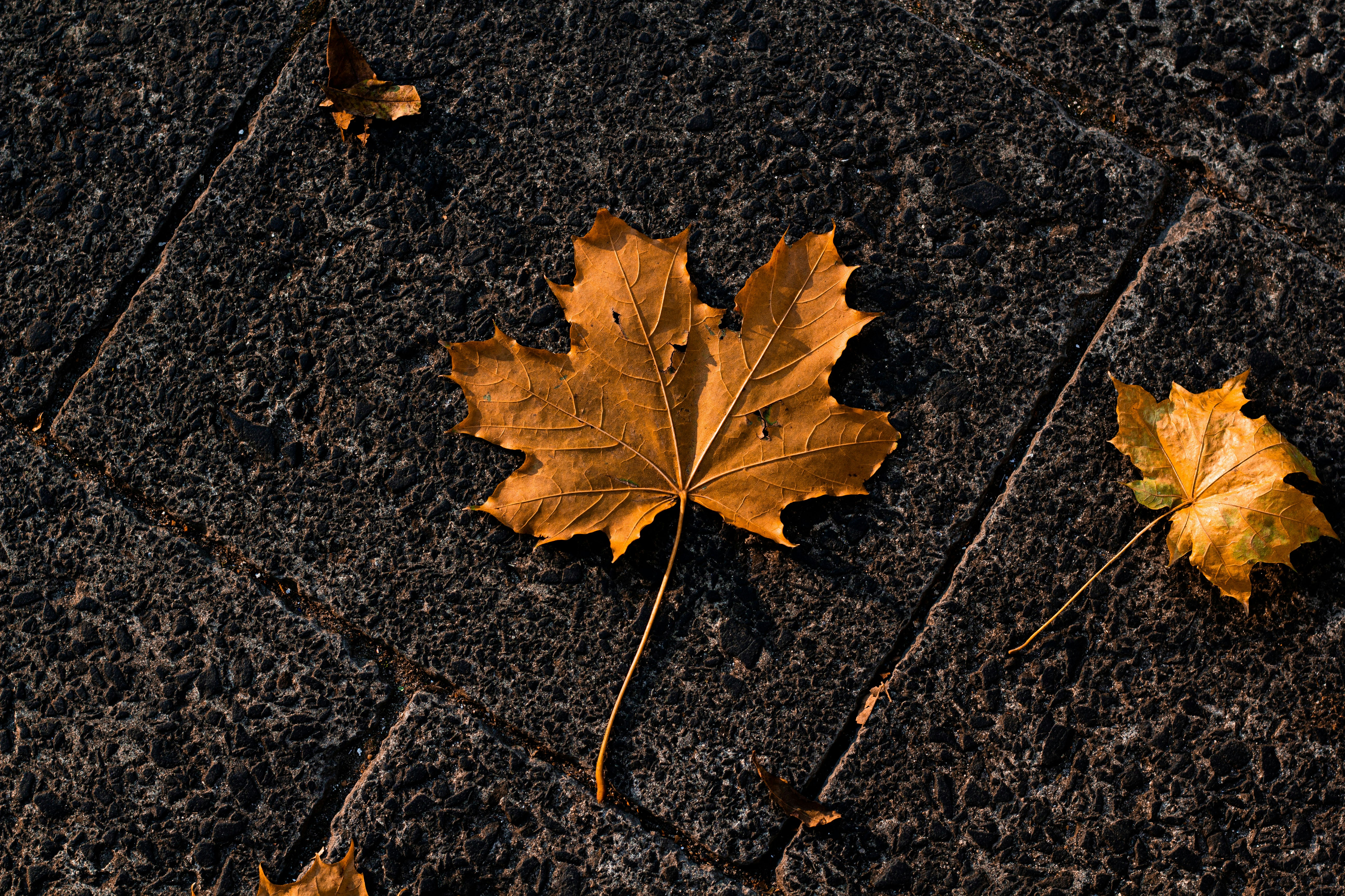 Photo by nocturnal_corvus