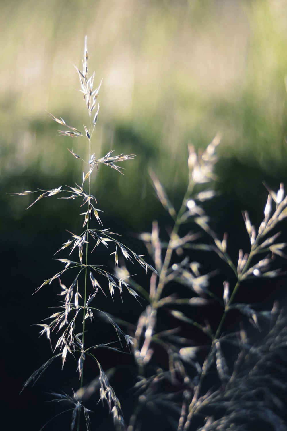 a close up of a plant with a blurry background