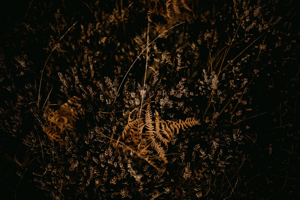 a close up of a plant in the dark
