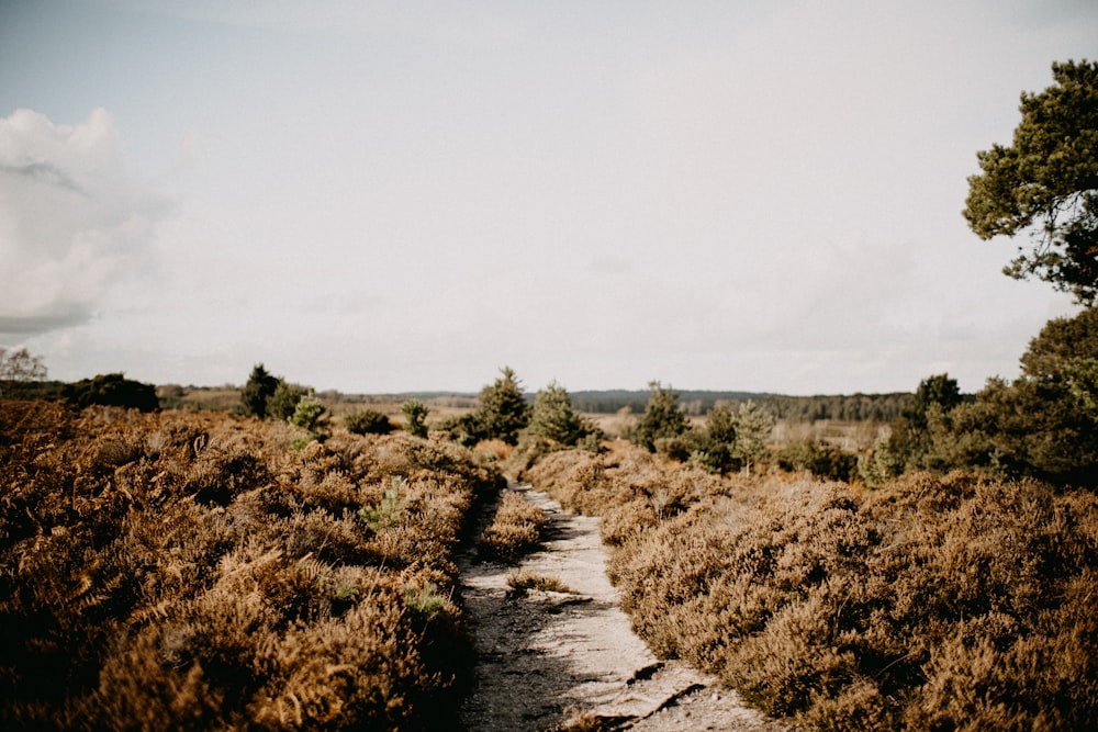 a dirt path in the middle of a field