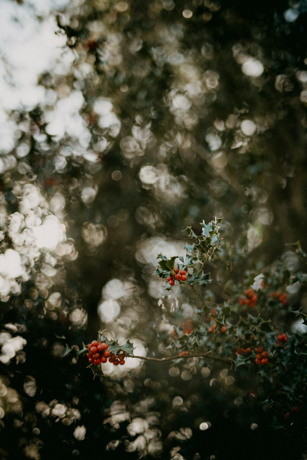 a tree with red berries on it in a forest
