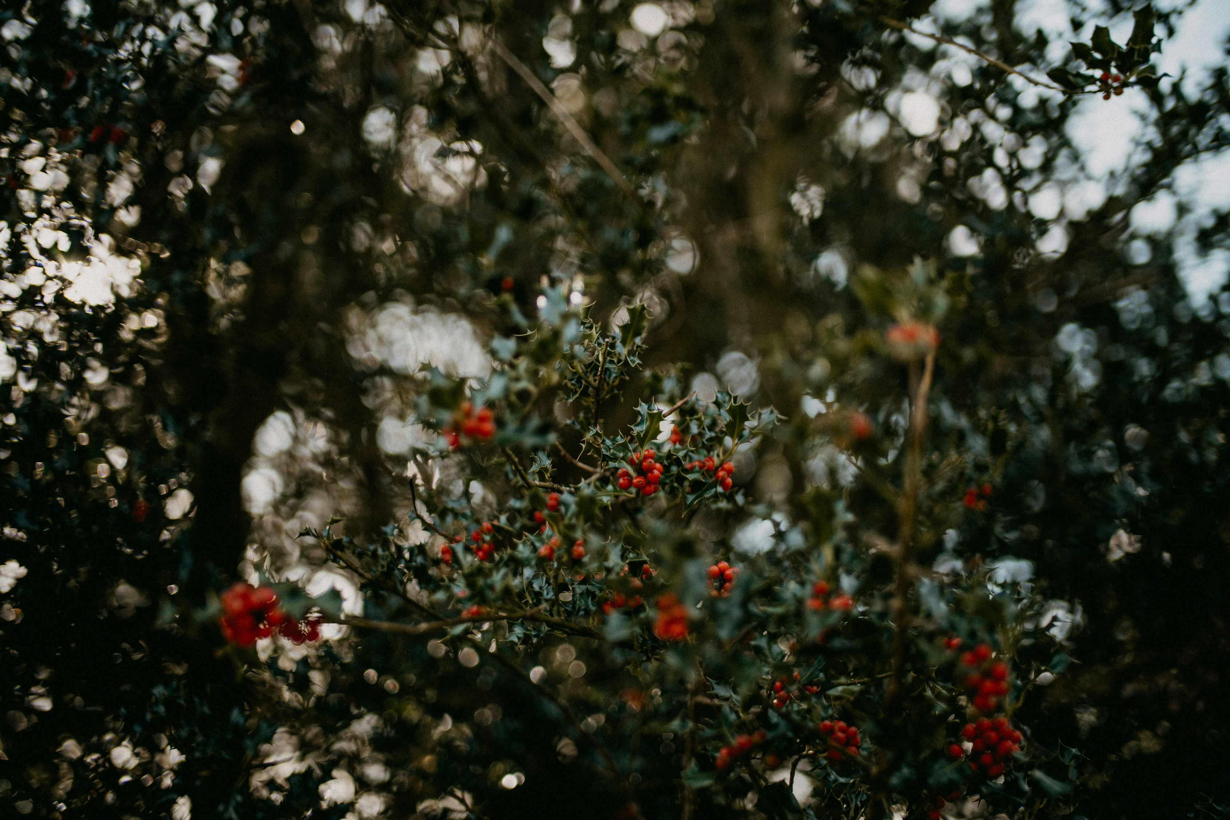 Photo by anniespratt