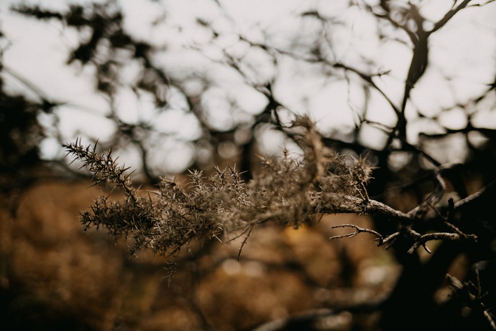 a close up of a tree branch with a blurry background