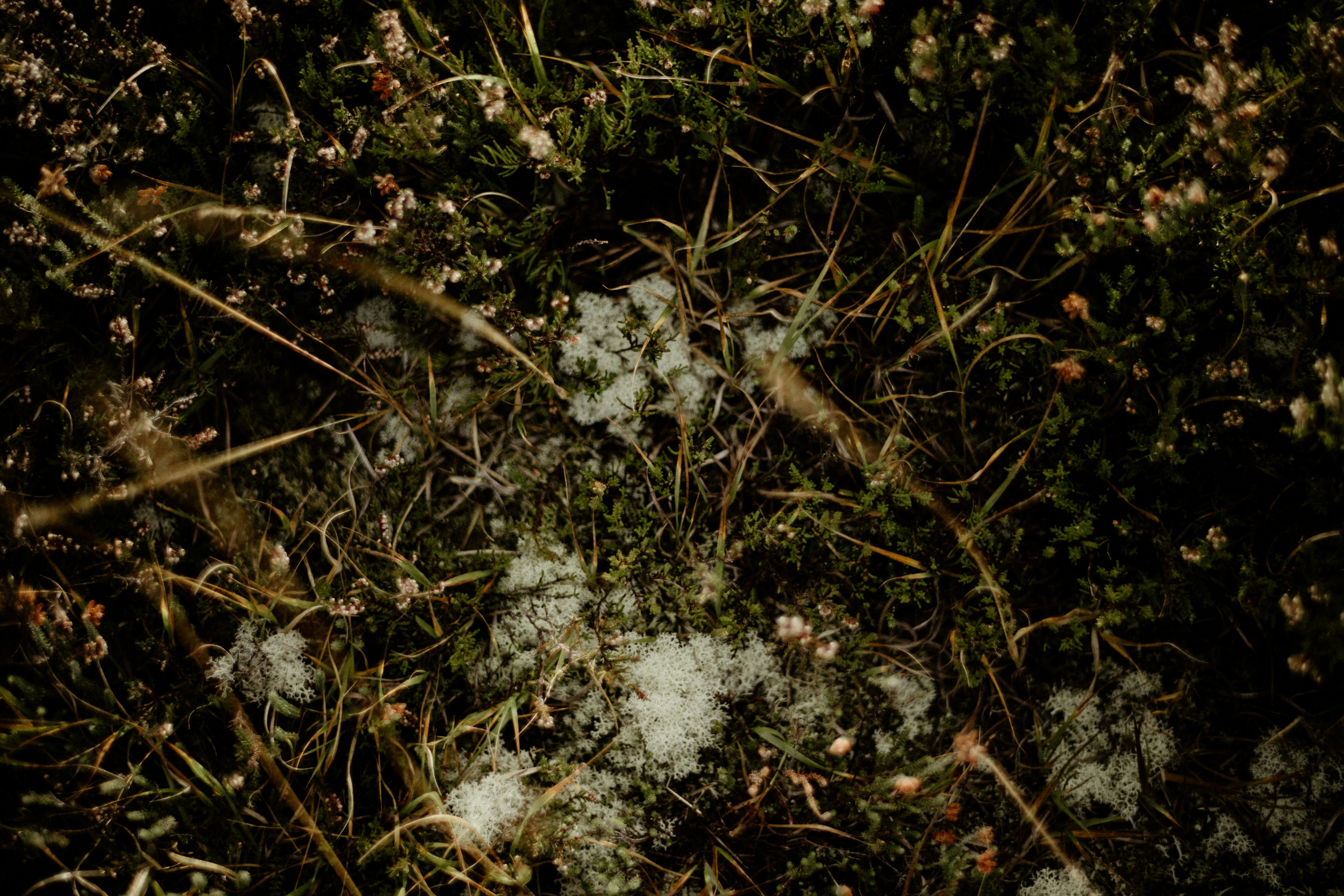 Photo by anniespratt