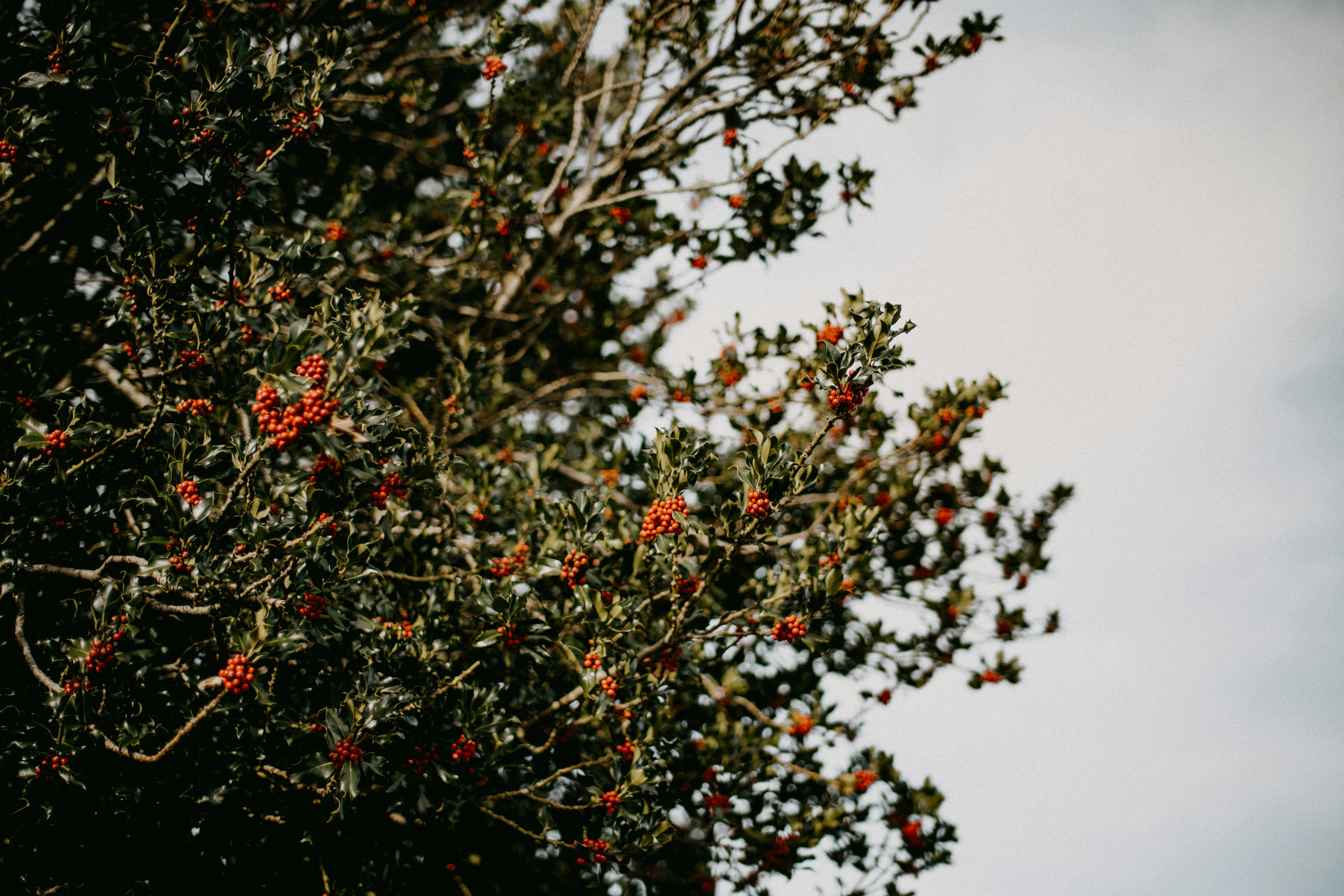 Photo by anniespratt