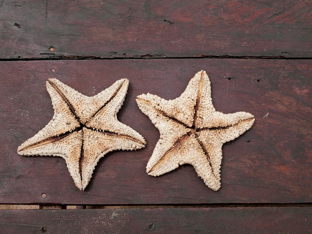 a couple of starfishs sitting on top of a wooden table