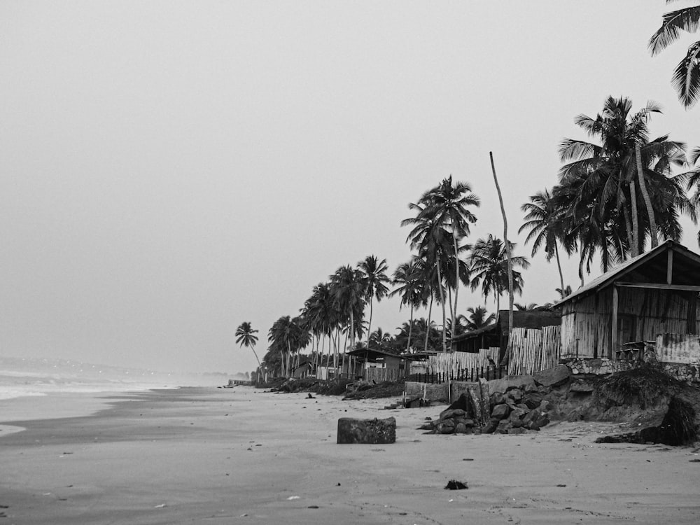 a black and white photo of a beach with palm trees