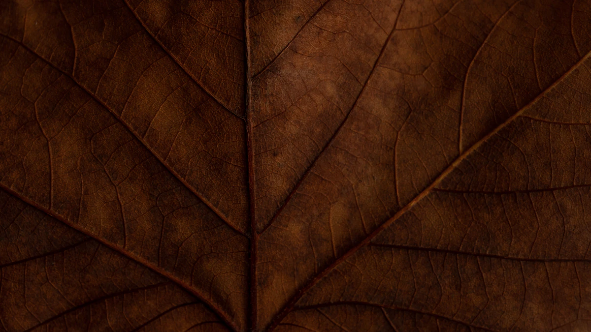 Dry, brown, papery leaf tissue showing the characteristic dessication pattern of margin necrosis