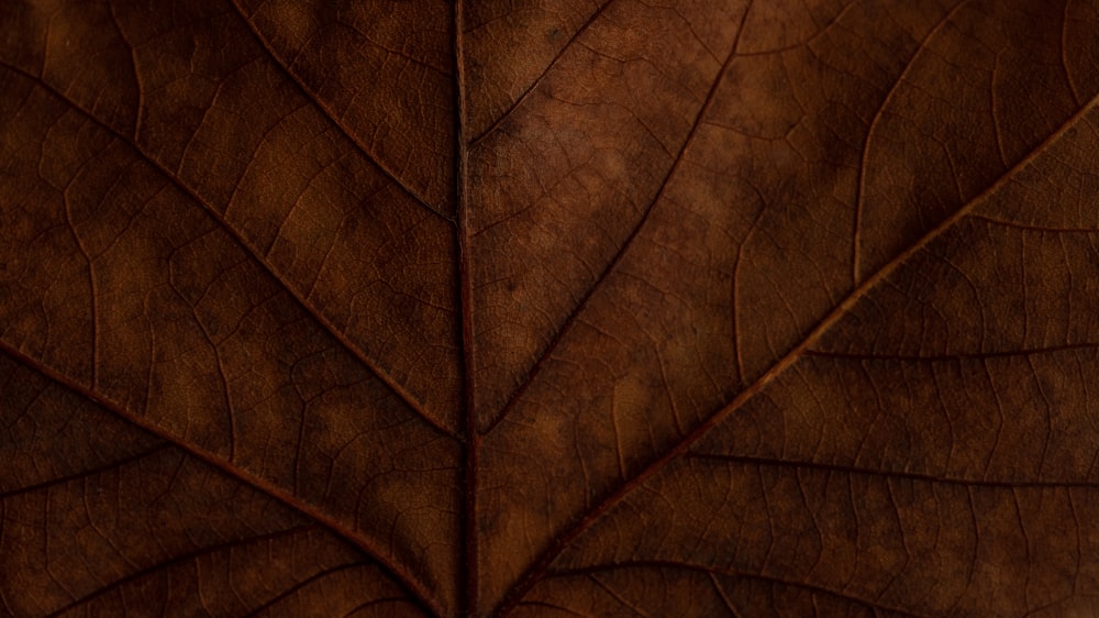 a close up view of a brown leaf