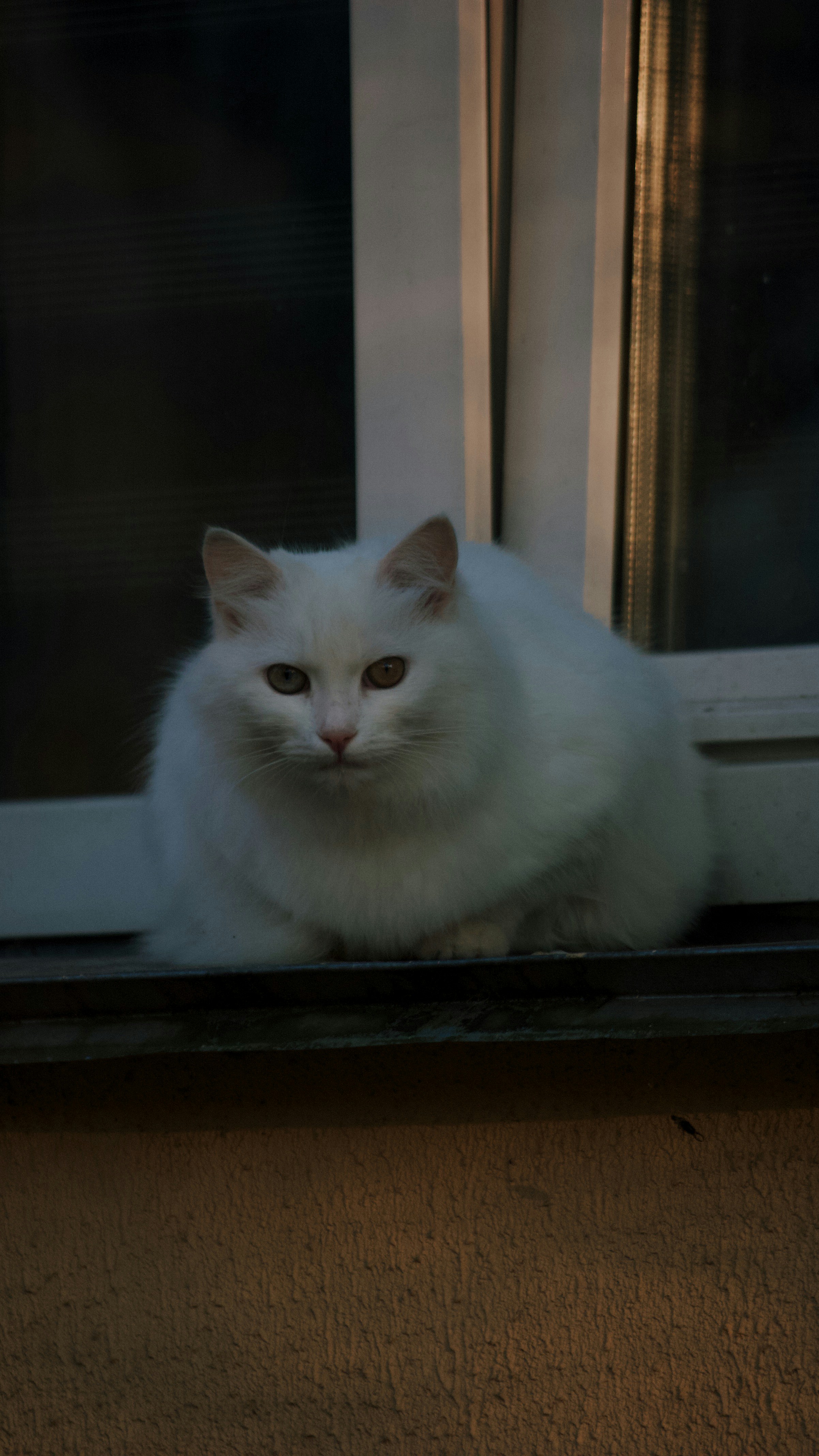 a white cat sitting on a window sill