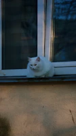 A serene white cat perched on a windowsill, gazing thoughtfully at the garden outside.