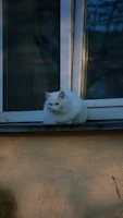 A serene Ragdoll cat lounging comfortably on a cozy window seat.