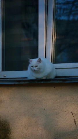 A serene white cat perched on a windowsill, gazing thoughtfully at the garden outside.