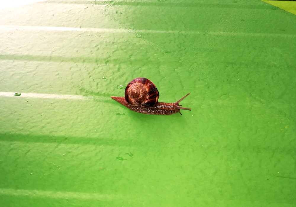 a snail that is sitting on a green surface