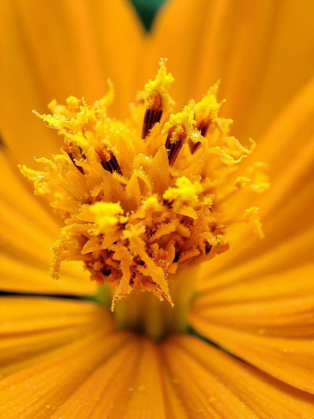 a close up view of a yellow flower