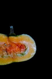 A sliced half of a pumpkin with a glossy texture is positioned against a black background. The vibrant orange flesh displays seeds and fibrous strands, with a greenish outer skin and a visible stem at the top.
