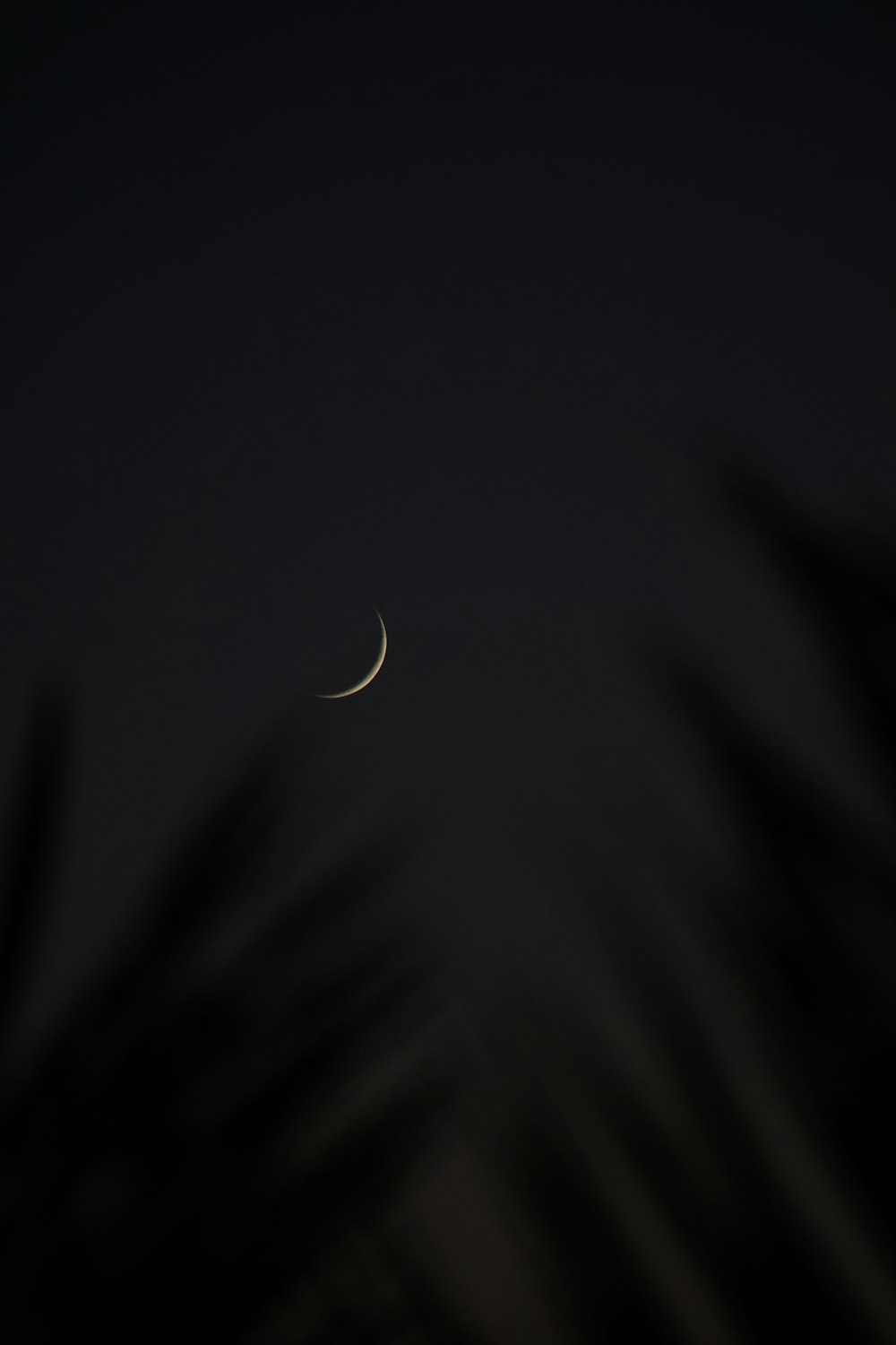 the moon is seen through the trees in the dark sky