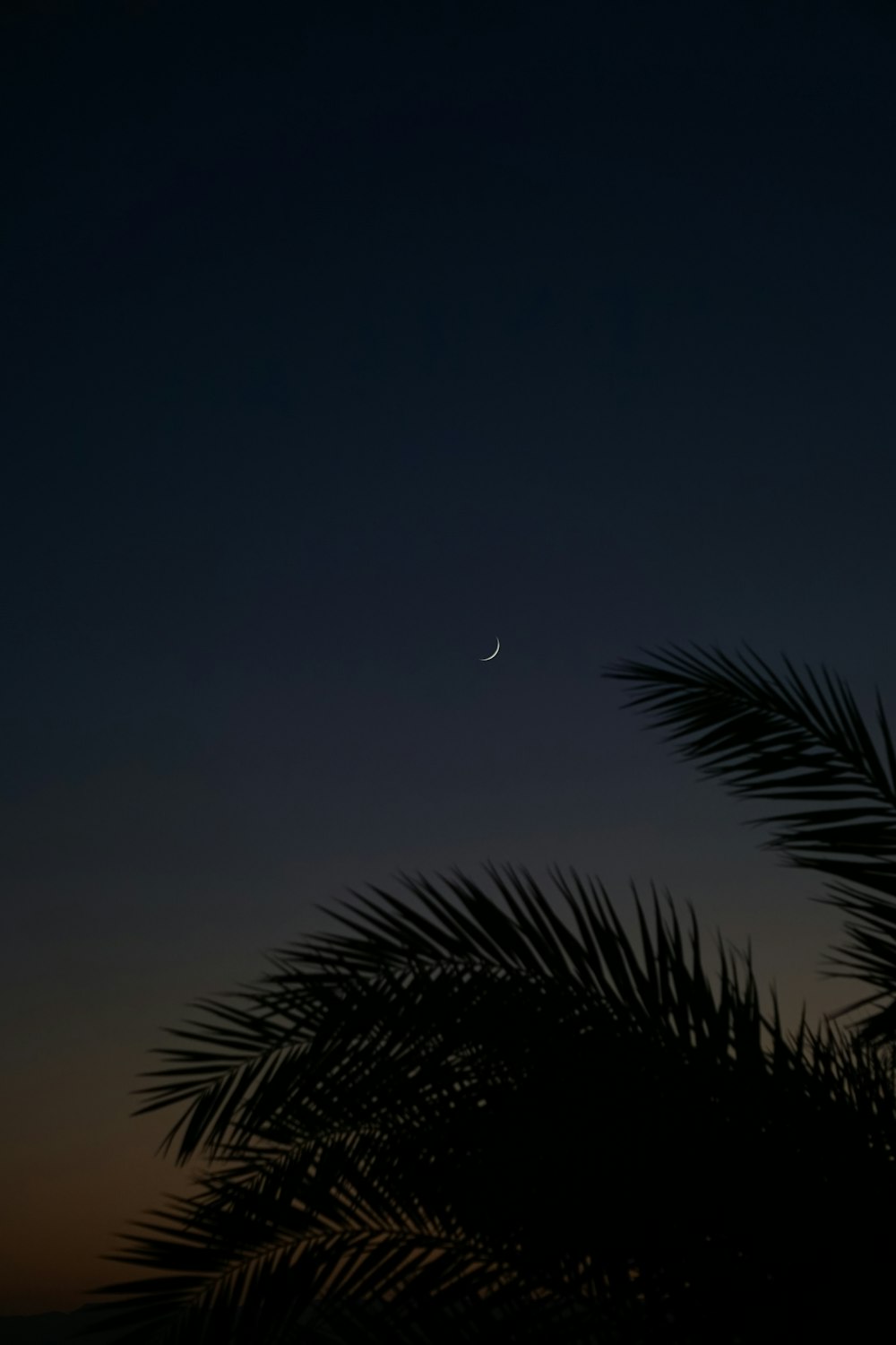 the moon is seen in the sky above a palm tree