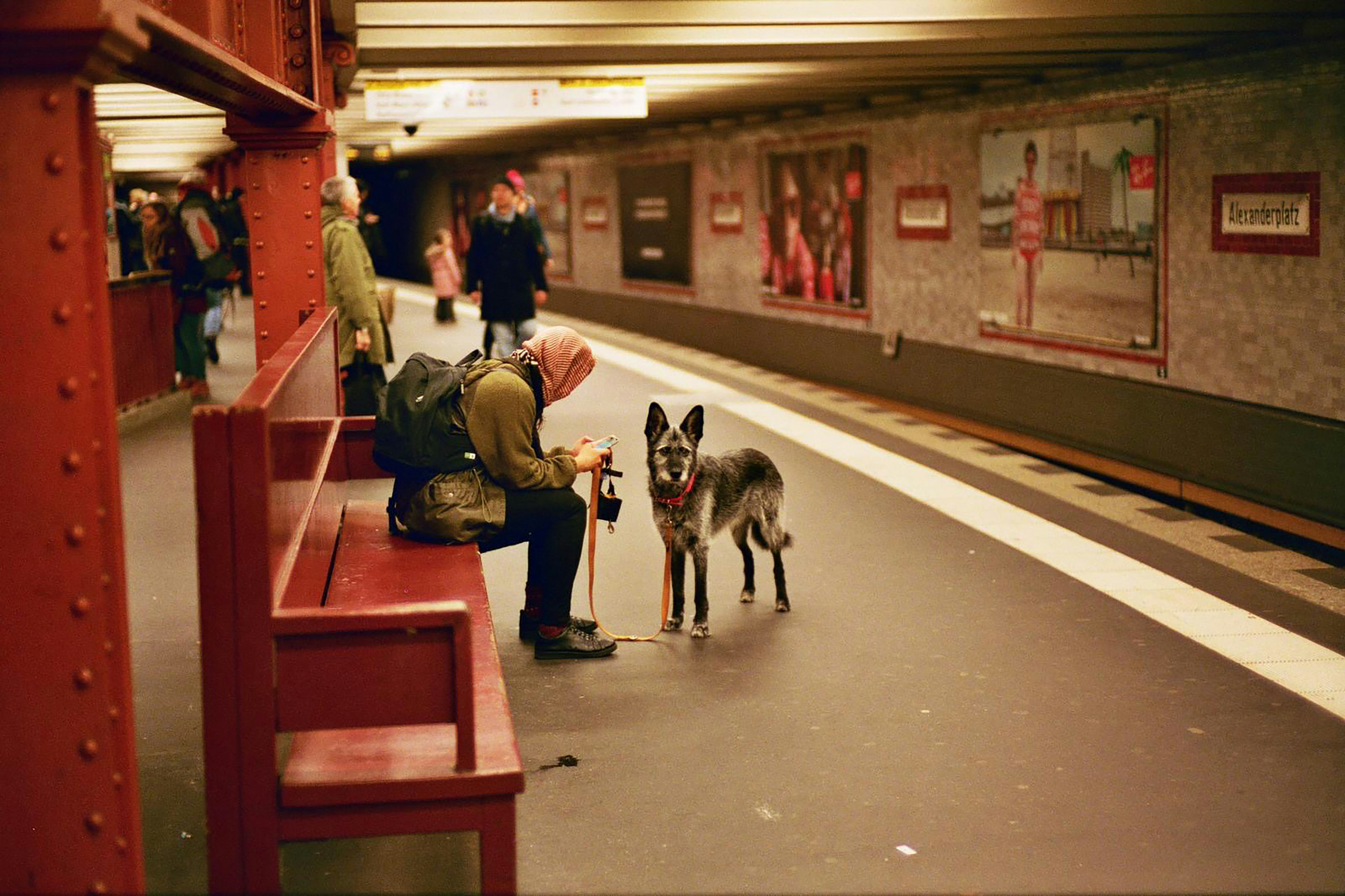 A man sitting on a bench next to a dog photo – Free Dog Image on Unsplash