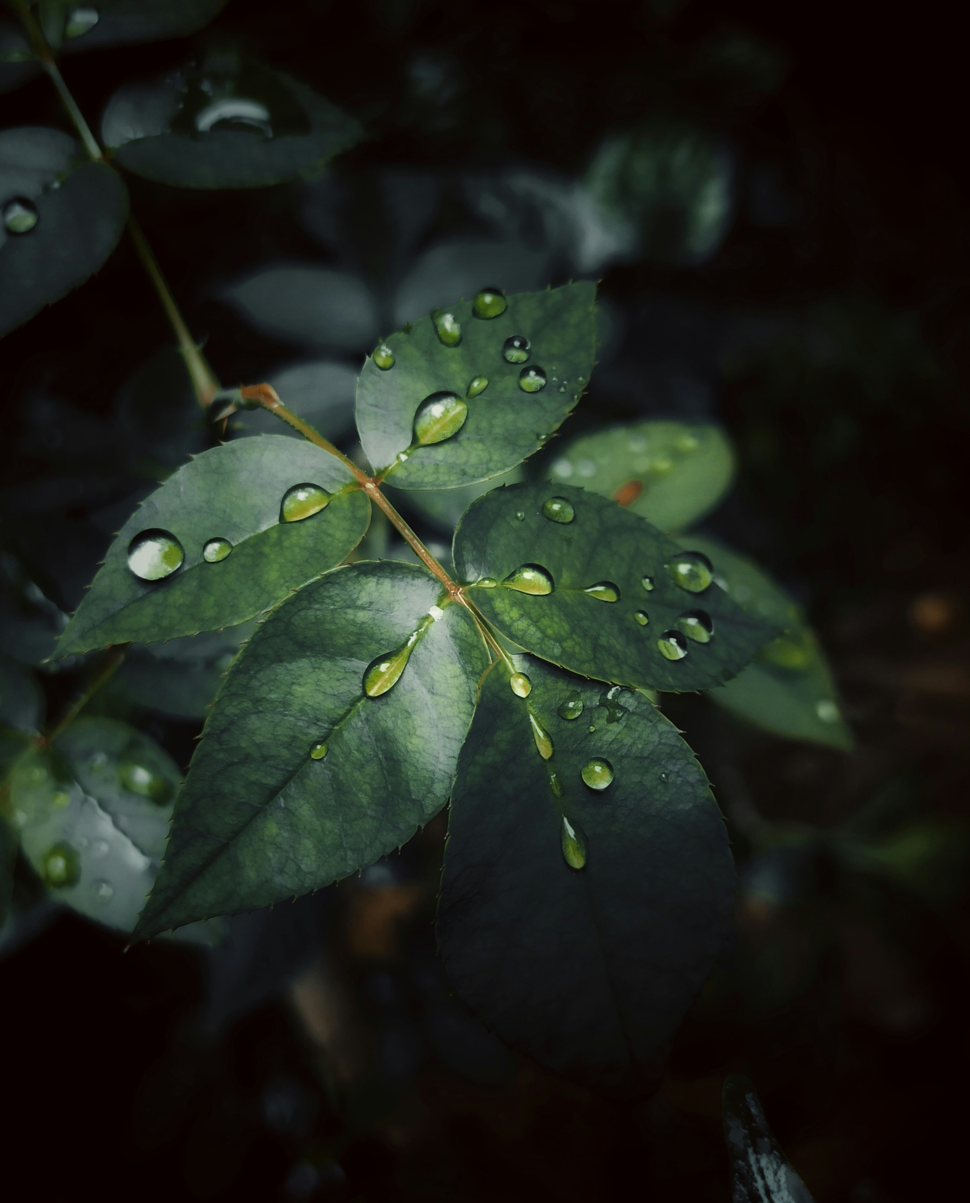 Photo by dollyunsplash