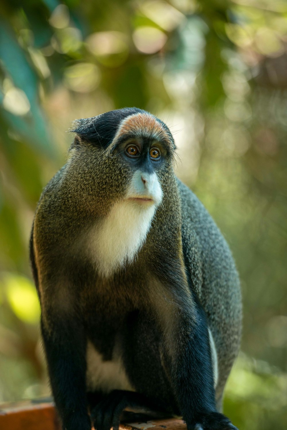 um close up de um macaco em um galho de árvore