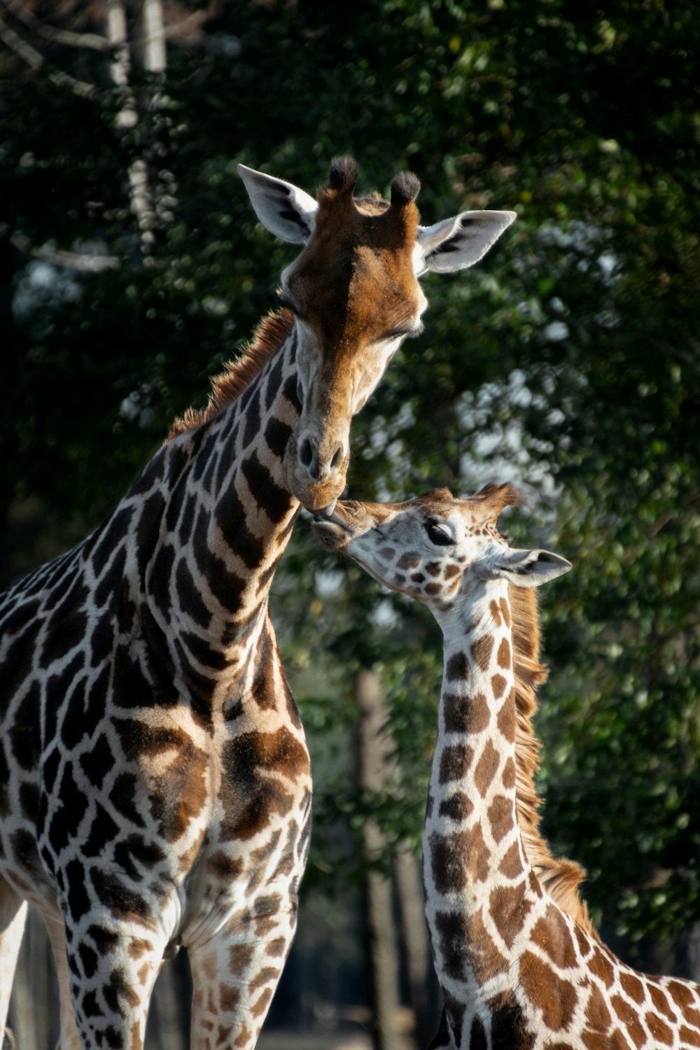 Una coppia di giraffe in piedi l'una accanto all'altra